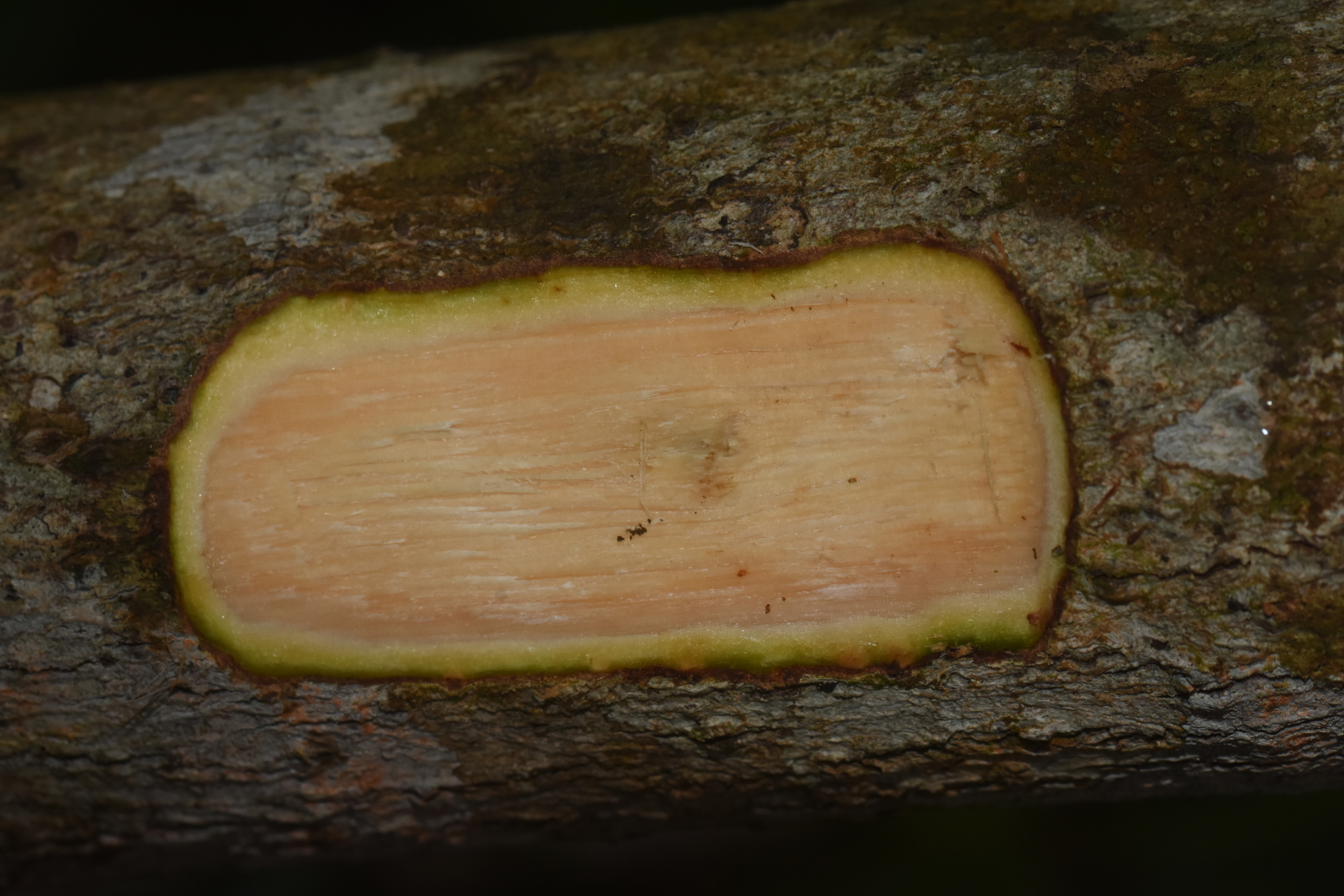 Guapira suborbiculata (Hemsl. ex Duss) Lundell - Photo Bivouac Naturaliste